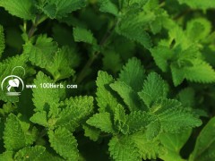 貓薄荷種苗批發預定 100株箱裝