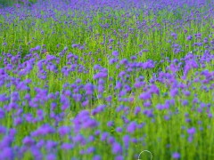 柳葉馬鞭草種苗批發100株