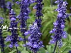 藍花鼠尾草種苗批發預定100株箱裝